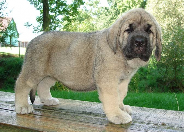 Lucero Mastibe - 6 weeks old
Seo de Torreanaz x Amiga Zazi Bis Mastibe
26.07.2008

Trefwoorden: puppyczech mastibe