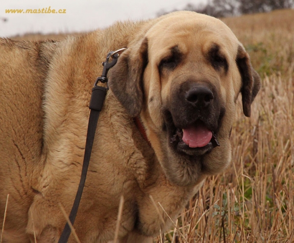 Lupina Mastibe 27 months old
Ch.Seo de Torreanaz x Ich.Amiga Zazi Bis Mastibe
