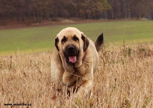 Lupina Mastibe 27 months old
Ch.Seo de Torreanaz x Ich.Amiga Zazi Bis Mastibe
