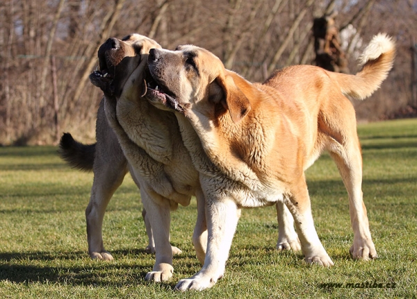 Lupina Mastibe & Casto de Torreanaz
Parents next litter from kennel Mastibe
Casto is son of Nilo de Campollano and grandson of Ulises de Babia
Lupina is daughter of Seo de Torreanaz and great-granddaughter of Ulises de Ablanera
