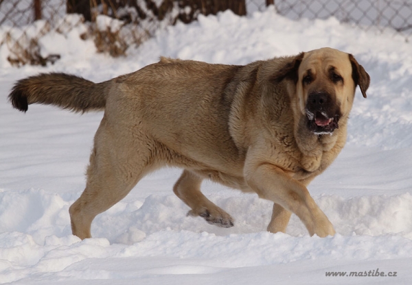 Lupina Mastibe 2,5 years
Keywords: snow nieve