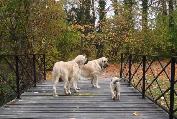 Lupina Mastibe-nearly 3 months with mother Zazi (3,5 years) and grandmother Feya (5,5 years)
Lupina (Seo de Torreanaz x Amiga Zazi Bis Mastibe)
Zazi (Enamorado Ernesto Mastibe x Feya Mastibe)
Feya (Basil Mastifland x Connie Mastibe)
