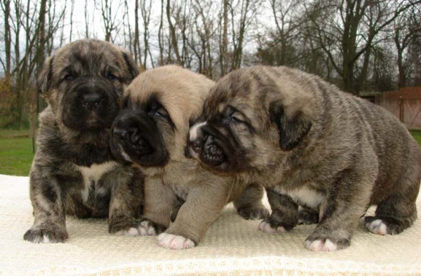 Puppies from Mastibe 3 weeks old
Neron de Laciana x Goya Mastibe
