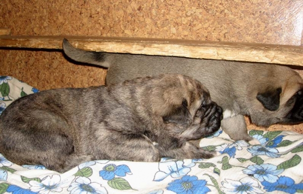 Puppies 14 days old
Neron de Laciana x Goya Mastibe
