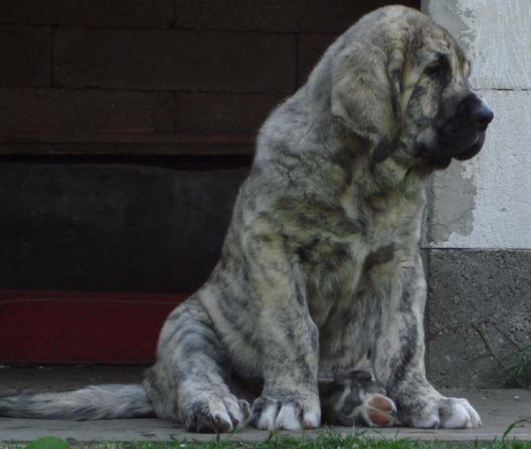 Massimo Goner Mastibe 9 weeks
Neron de Laciana x Goya Mastibe
