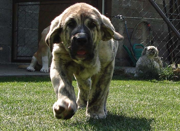 Massimo Goner Mastibe 9 weeks
Neron de Laciana x Goya Mastibe
