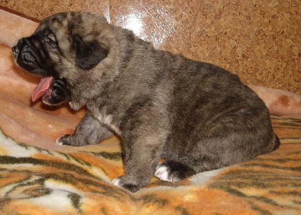 Male 14 days old
Neron de Laciana x Goya Mastibe
