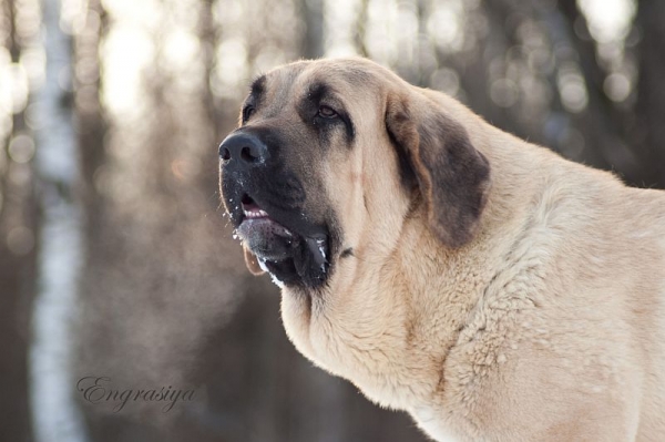 Misterio Dorado Mastibe 12 months old
Neron de Laciana x Goya Mastibe
