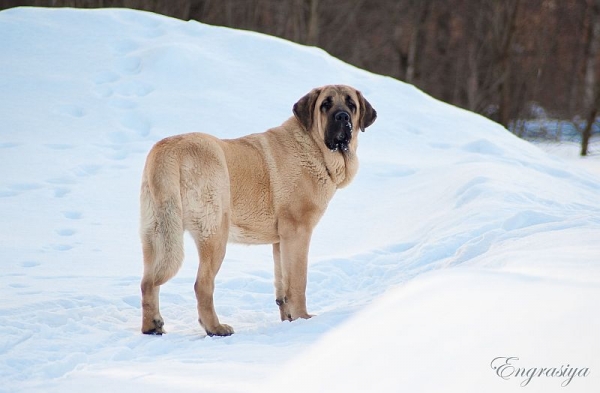 Misterio Dorado Mastibe 12 months old
Neron de Laciana x Goya Mastibe
