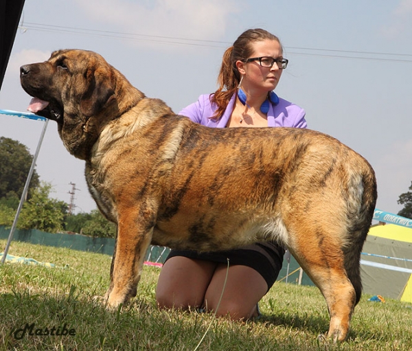 Ch.Raya Oscura Mastibe (27 months) - CAC, Winner of Special Show 2013, BOB and BOS
Anuler Alano x Jenny Mastibe
