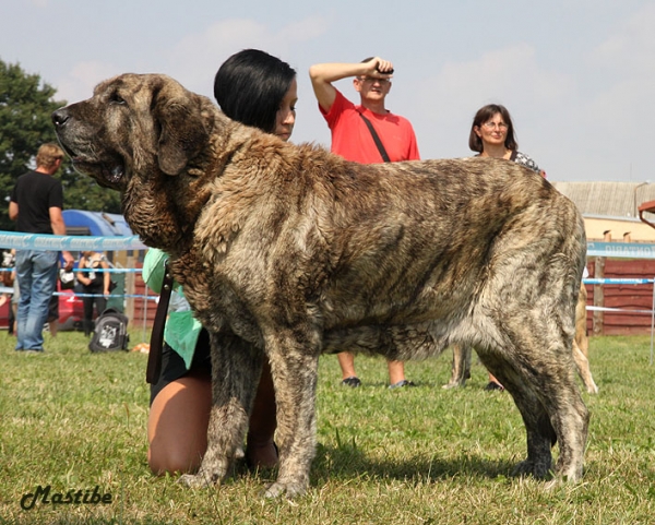 Holly Mastibe Exc.1 in senior class
Druso de la Aljabara x Connie Mastibe
