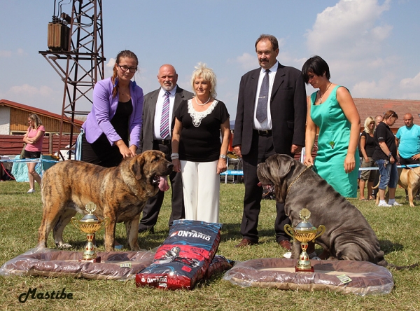 Ch.Raya Oscura Mastibe - Best female of all show
Anuler Alano x Jenny Mastibe
