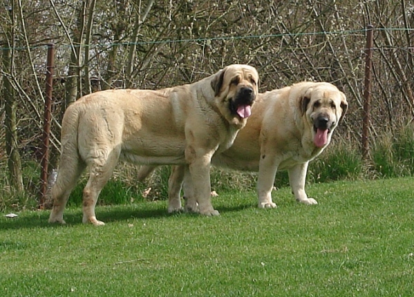 Neron de Laciana and Feya Mastibe
Keywords: neron-feya