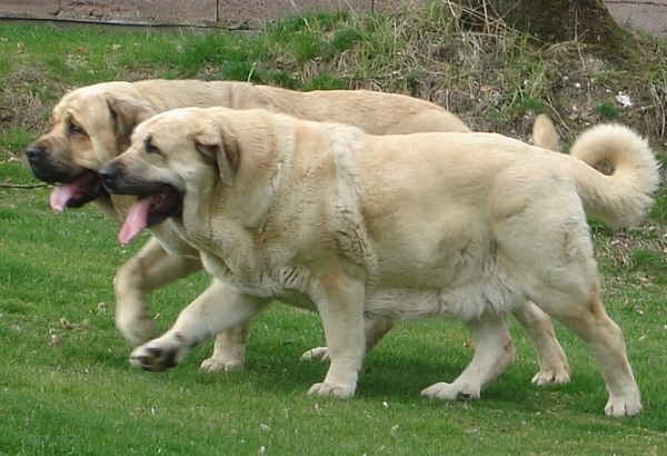 Neron de Laciana and Feya Mastibe
