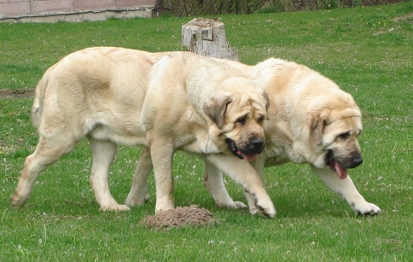 Neron de Laciana and Feya Mastibe
