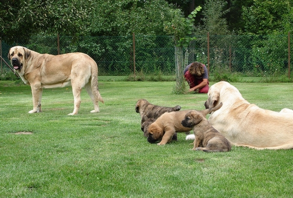 Neron de Laciana & Zazi with litter "Ch" Mastibe
