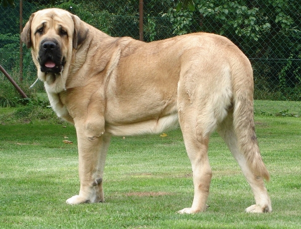 Neron de Laciana - 14 months
