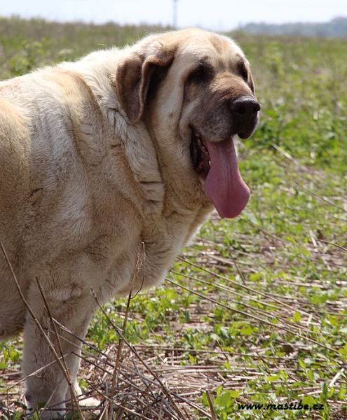 Feya Mastibe (8 years) National dog show in Litomerice,CZ - Excellent 1, Winner of class
Keywords: veteran veteranos