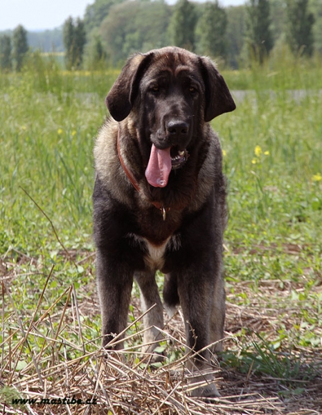 Qwendy Mastibe (nearly 11 months) National dog show in Litomerice,CZ - EXC.1, CAJC, BOB JUNIOR, BOB
