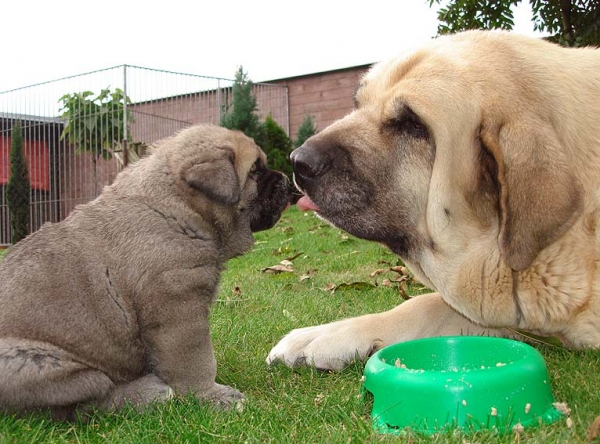 Odys Mastibe with his mother
Rodo de Valdejera x Feya Mastibe
