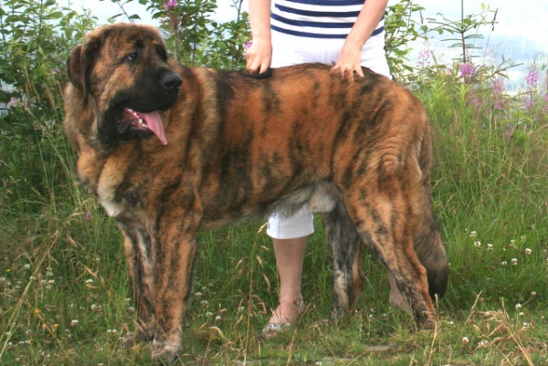 Porter Mastibe 10 months old
Aragon vom Eisinger Land x Jenny Mastibe
