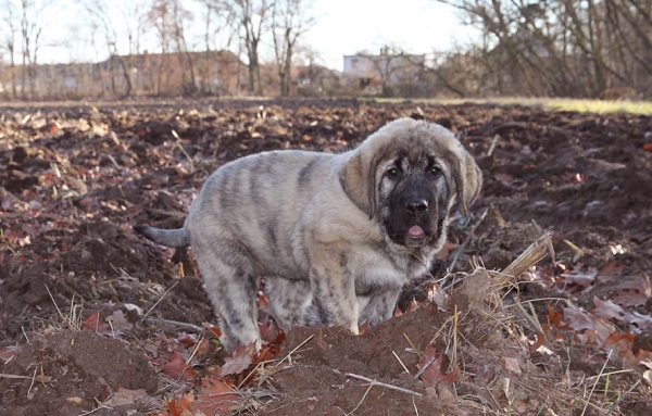 Primus Mastibe 2,5 months
Aragon vom Eisinger Land x Jenny Mastibe
