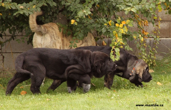 Quinnie and Qwendy Mastibe 3 months old
Gastone del Dharmapuri x Goya Mastibe
