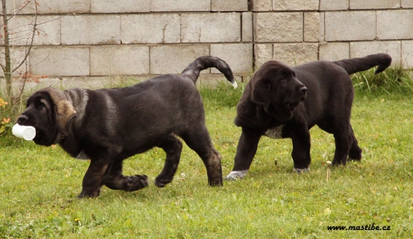 Qwendy and Quinnie Mastibe 3 months old
Gastone del Dharmapuri x Goya Mastibe
