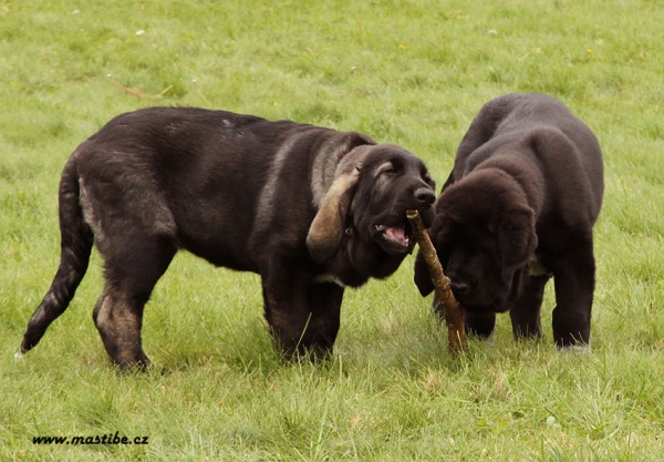 Qwendy and Quinnie Mastibe 3 months old
Gastone del Dharmapuri x Goya Mastibe
