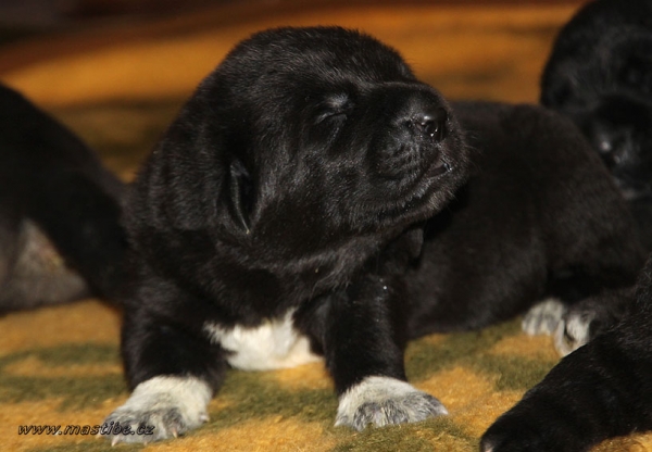 Puppy from Mastibe
Goya Mastibe x Gastone del Dharmapuri
