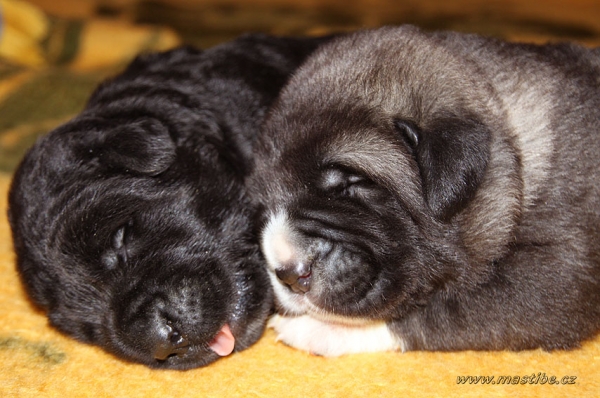 Puppies from Mastibe
Goya Mastibe x Gastone del Dharmapuri
