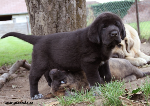 Quinnie Mastibe 7 weeks old
