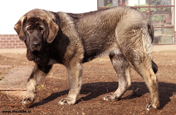 Qwendy Mastibe nearly 9 months
Gastone del Dharmapuri x Goya Mastibe
