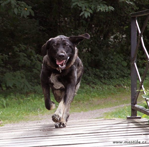 Qwendy Mastibe 13 months old. She is all time happy :-)
Astone del Dharmapuri x Goya Mastibe
