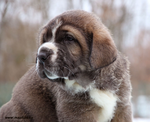 Sabotage Mastibe 5 weeks old
Casto de Torreanaz x Lupina Mastibe
