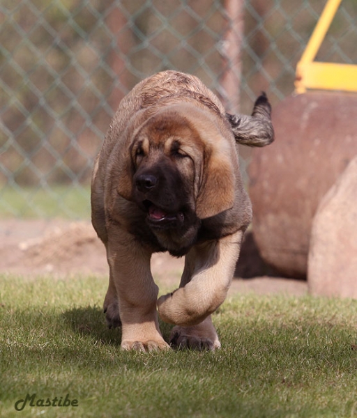 Serena Mastibe nearly 3 months
Casto de Torreanaz x Lupina Mastibe
