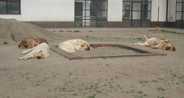 Siesta of Interchampions
Ich.Archie, Ich.Zazi, Ich.Feya, Ich.Uniq
