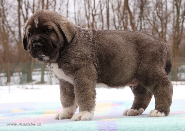 Sirio Mastibe 5 weeks old
Casto de Torreanaz x Lupina Mastibe
