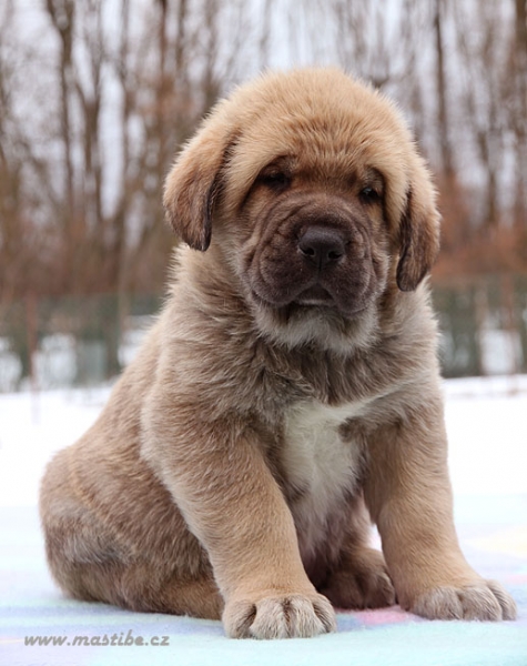 Siroco Mastibe 5 weeks old
Casto de Torreanaz x Lupina Mastibe
