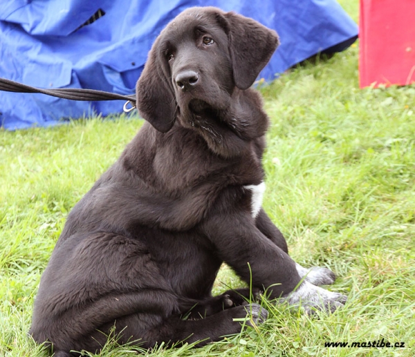 Quinnie Mastibe 3 months old
Gastone del Dharmapuri x Goya Mastibe
