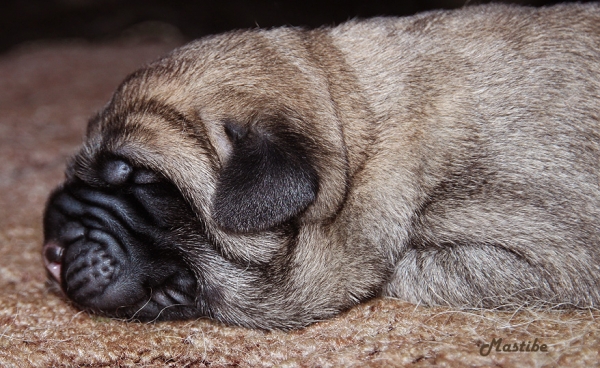 puppy 2 days old from litter "V" Mastibe
Jch.Happy del Dharmapuri (HD A/A) x Ch.Raya Oscura Mastibe (HD A/A, ED 0/0, OCD Neg.)
