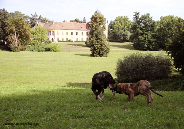 Our favourite place for walk.
Qwendy Mastibe and Raya Oscura Mastibe
