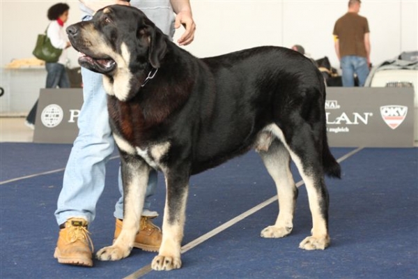 Rodo de Valdejera: CACA,CACIB-International Dog Show Wieselburg,5.4.2009
(Nistos de Valdejera x Vita de Valdejera) 

Photo: Pavlina Vitousova
Keywords: bubakova