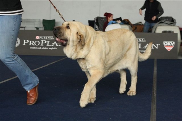 Amiga Zazi Bis Mastibe: CACA,Res.CACIB-International Dog Show Wieselburg,5.4.2009
Photo: Pavlina Vitousova

