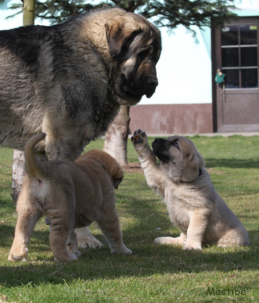 Bribon I de Filandon with puppies from Mastibe (X-litter)
Keywords: mastibe