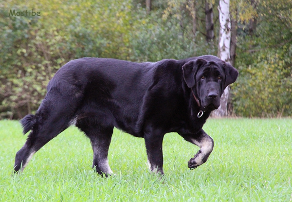 Yuppie Mastibe 14 months
Qwendy Mastibe x Bribón I de Filandón
Keywords: mastibe