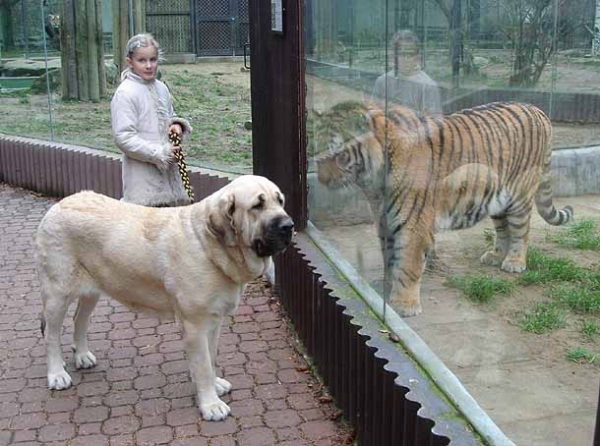 Amiga Zazi Bis Mastibe in Zoo
Keywords: pet mastibe