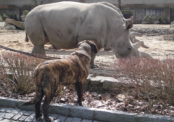 Iago Mastibe in ZOO
6 months old
Keywords: pet