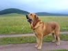Filename=Cabik.JPG
Filesize=118KiB
Dimensions=980x735
Date added=%611 %15, %2006 Cabik.JPG