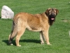 Filename=Coco_Herbu_Wielka_Lapa.jpg
Filesize=62KiB
Dimensions=554x425
Date added=%353 %13, %2007 Coco_Herbu_Wielka_Lapa.jpg